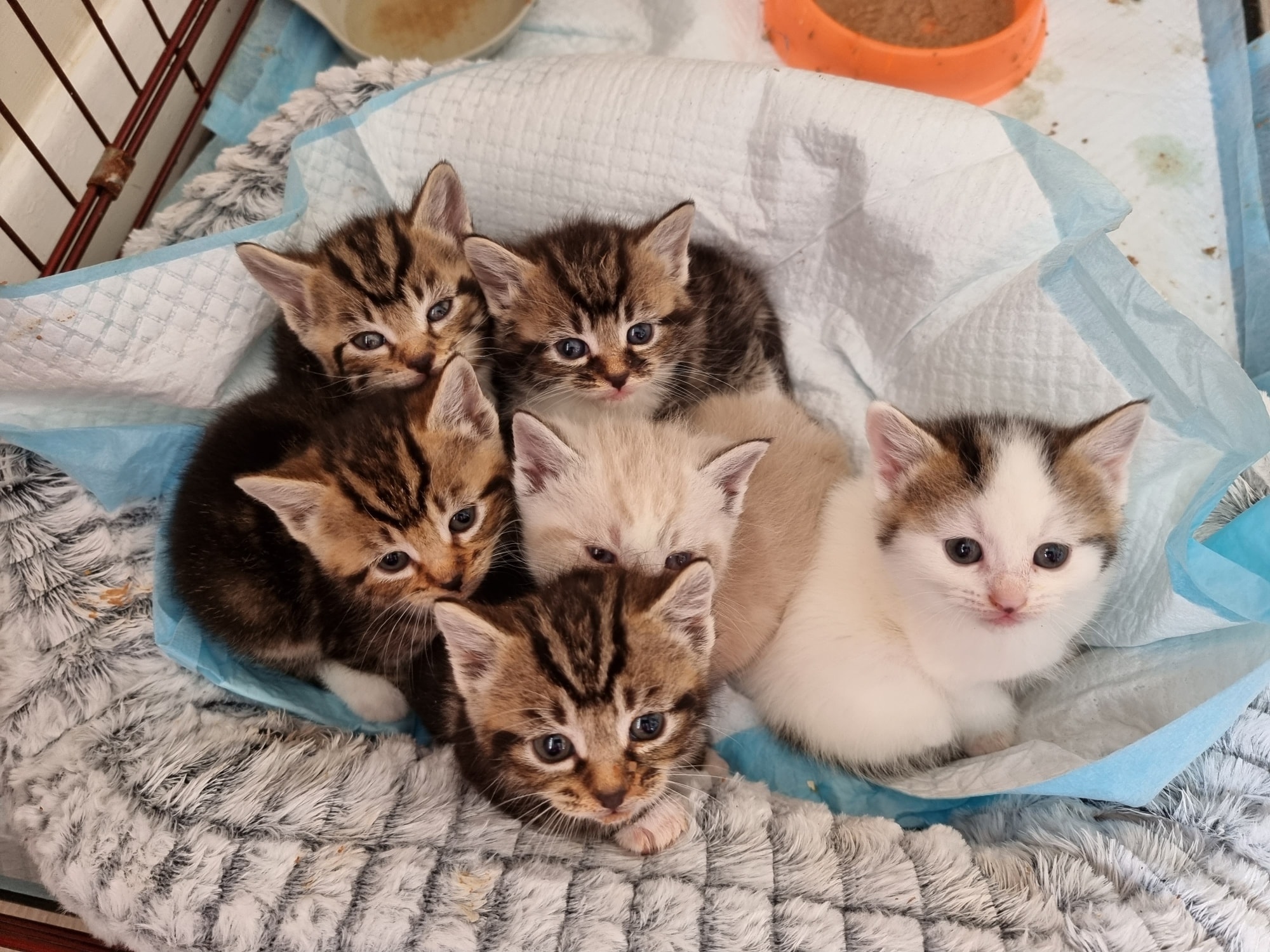Plea from Amesbury charity as it deals with huge influx of kittens